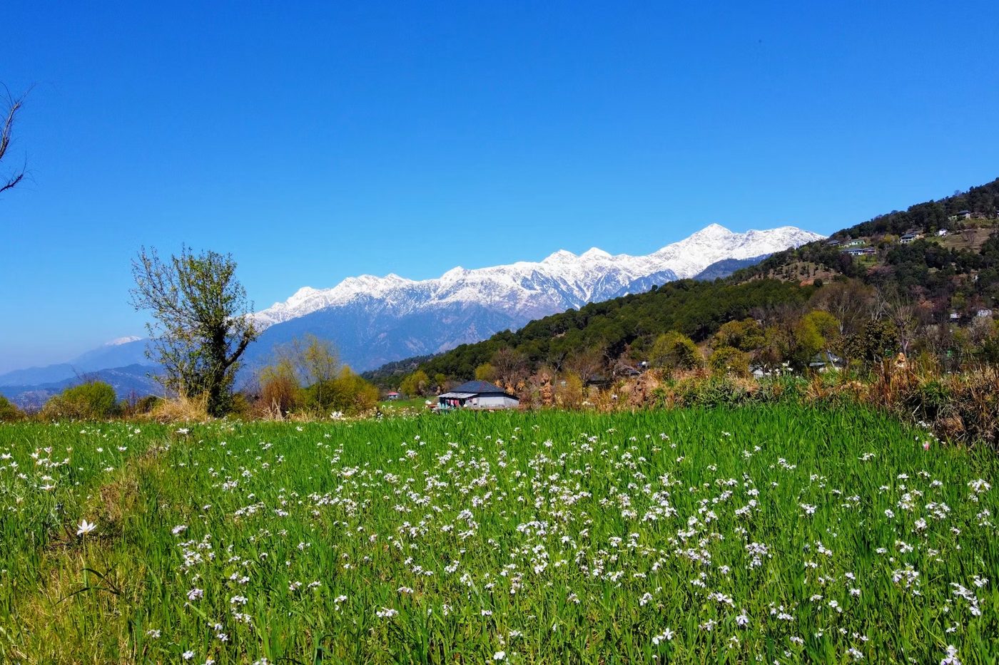 A meadow of white flowers below the snow-covered Dhauladhar