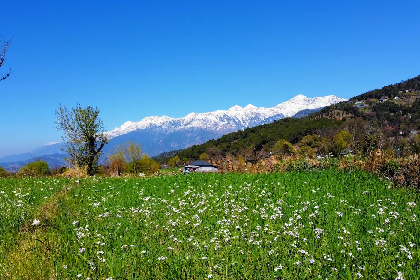 A meadow of white flowers below the snow-covered Dhauladhar