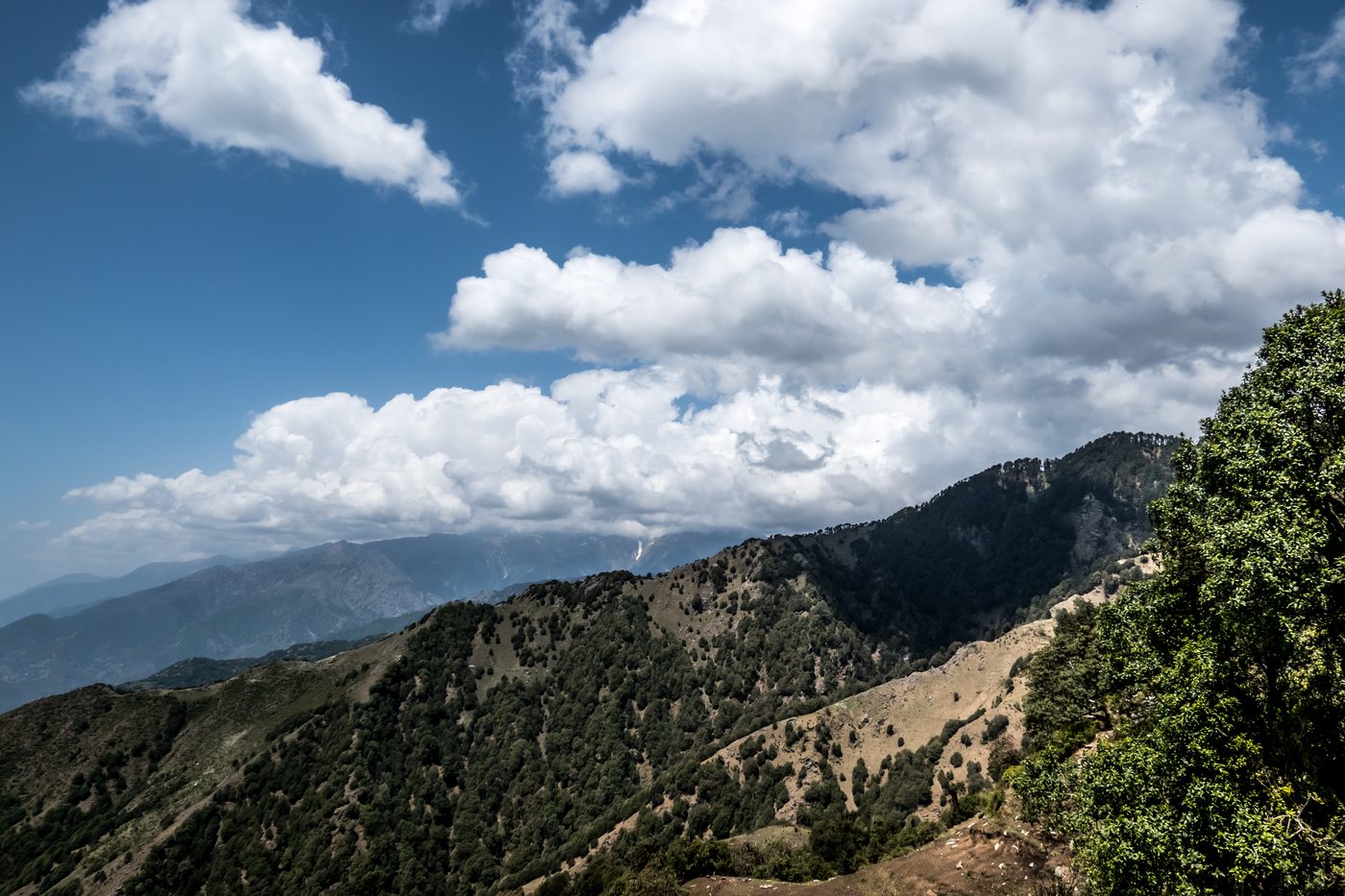 The forested front range under building cumulus