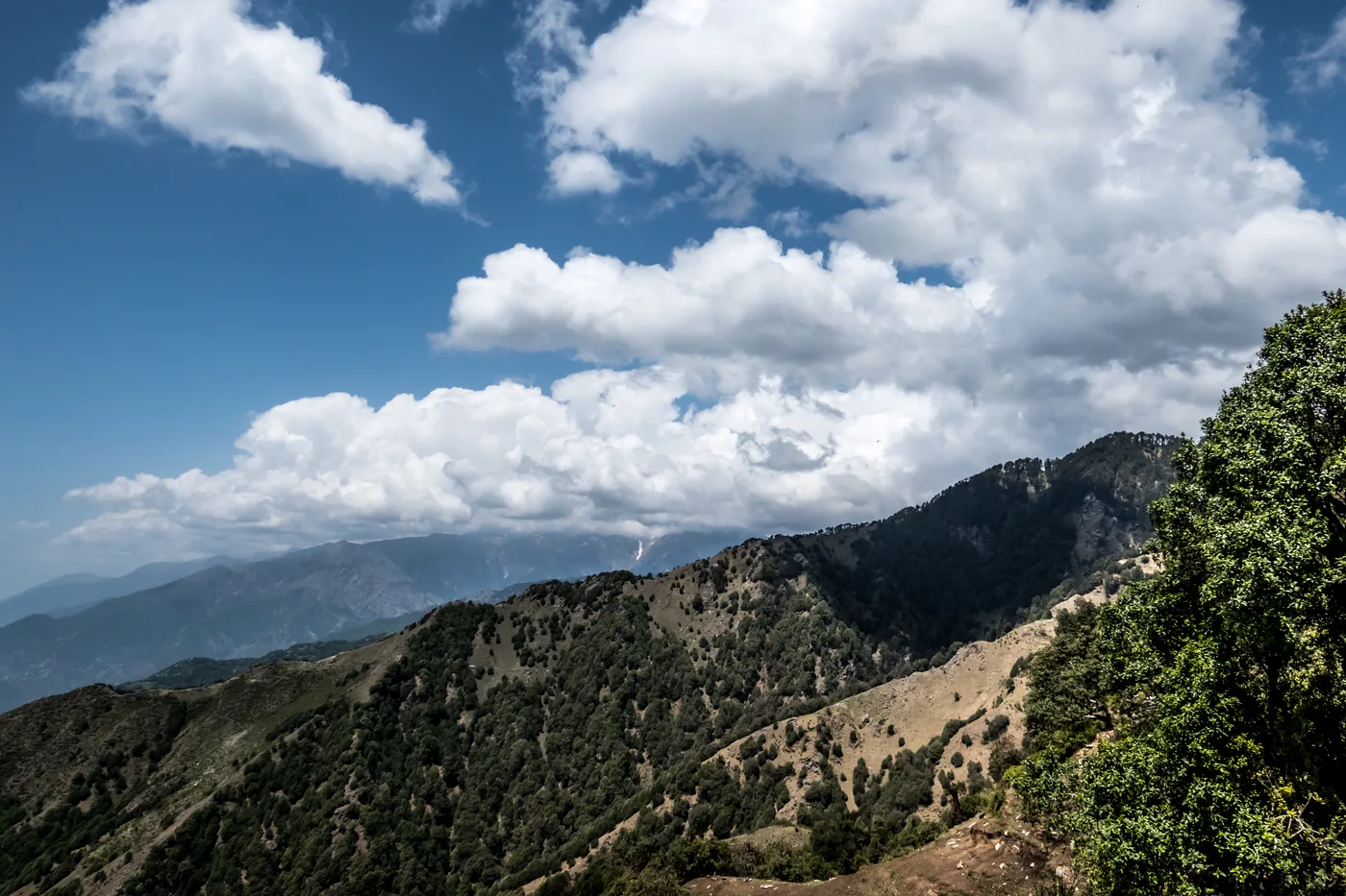 The forested front range under building cumulus