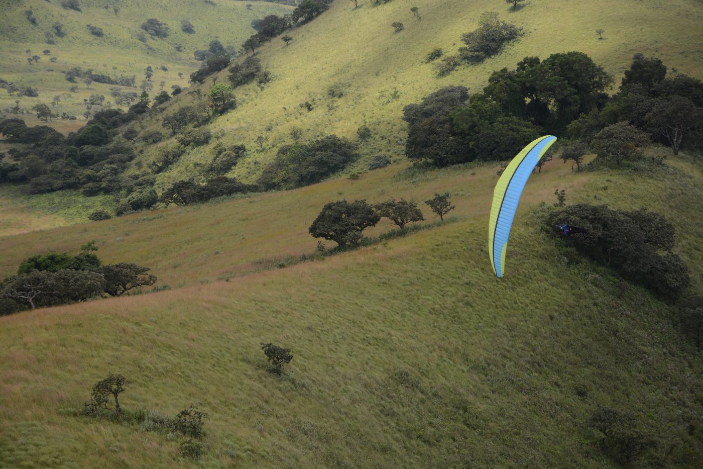 A wing lifting off a green grass slope dotted with acacia trees